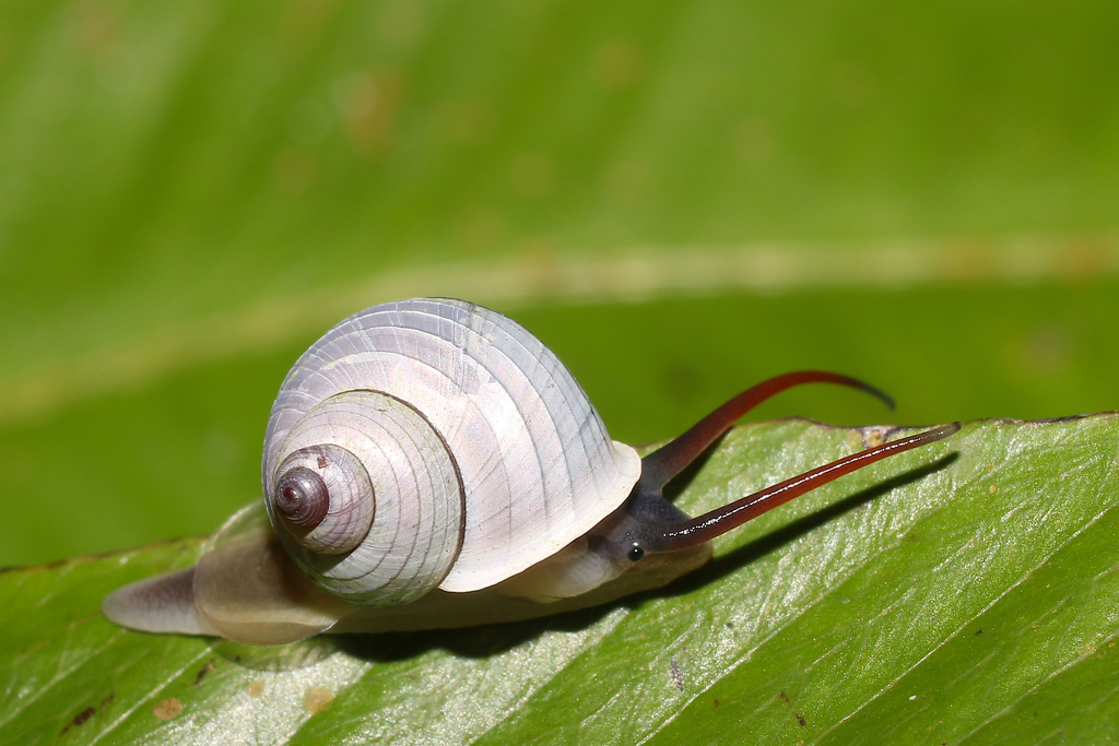 Leptopoma