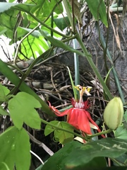 Coccinea
