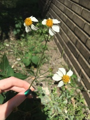 Bidens
