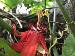 Coccinea