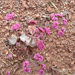 Chorizanthe douglasii