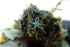 Ophiactis