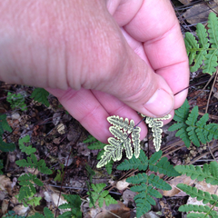 Pentagramma triangularis triangularis