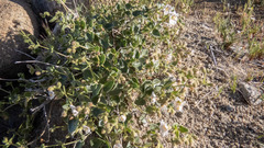 Mirabilis tenuiloba