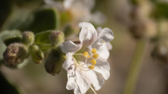 Mirabilis tenuiloba