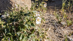 Mirabilis tenuiloba