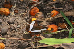 Adelpha paroeca paroeca
