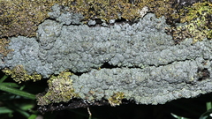 Trapeliopsis granulosa