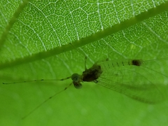 Stenacron interpunctatum