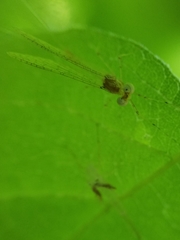 Stenacron interpunctatum