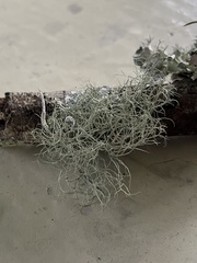 Ramalina usnea