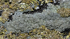 Trapeliopsis granulosa
