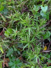 Castilleja fissifolia