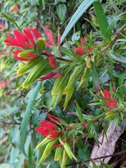 Castilleja fissifolia