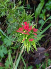 Castilleja fissifolia