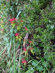 Castilleja fissifolia