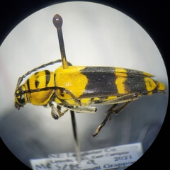 Megacyllene decora