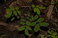 Senna acclinis