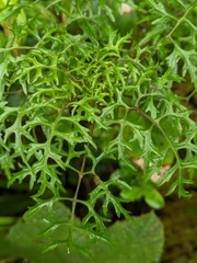 Centropogon dissectus