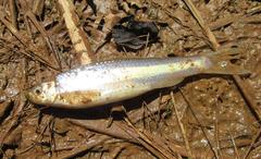 Hybognathus nuchalis