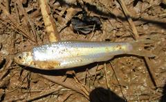 Hybognathus nuchalis