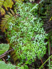 Centropogon dissectus