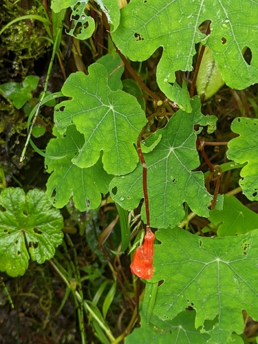 Image of Tropaeolum tuberosum by no rights reserved