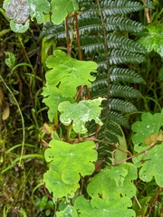 Tropaeolum tuberosum