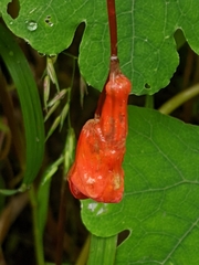 Tropaeolum tuberosum
