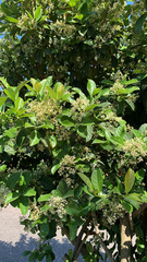 Ehretia tinifolia