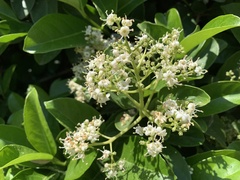 Ehretia tinifolia