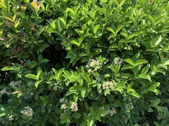 Ehretia tinifolia