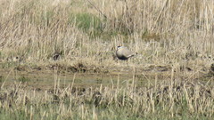Vanellus gregarius