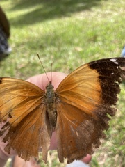 Doleschallia bisaltide australis