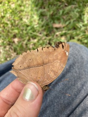 Doleschallia bisaltide australis
