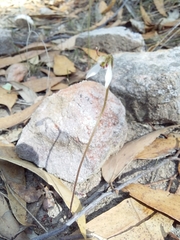 Eriochilus collinus collinus