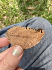 Doleschallia bisaltide australis