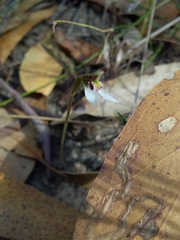Eriochilus collinus collinus