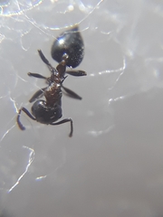 Crematogaster subnuda