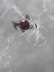 Crematogaster subnuda
