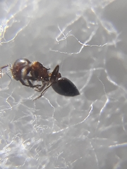 Crematogaster subnuda