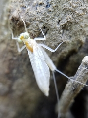 Stenacron interpunctatum