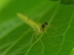 Stenacron interpunctatum