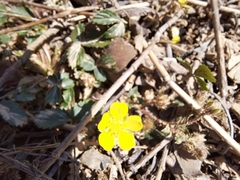 Potentilla fragarioides