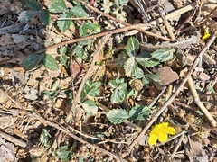 Potentilla fragarioides