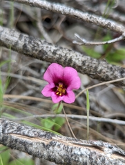 Diplacus kelloggii