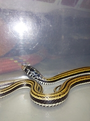 Xenochrophis vittatus