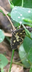 Eurrhyparodes bracteolalis