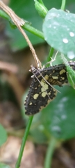 Eurrhyparodes bracteolalis