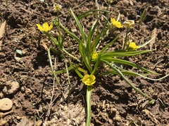 Ranunculus alismifolius alismifolius